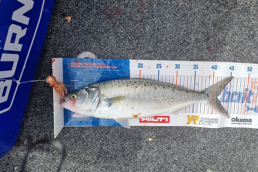 Bronwyn Langham caught this 41.0cm Kahawai at Golden Bay during The Export NZ Fishing Competition