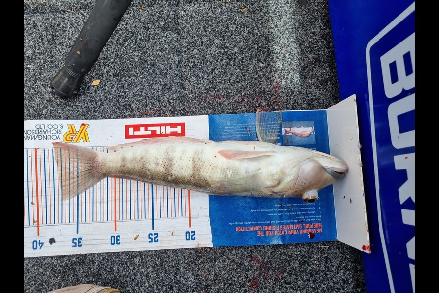 Bronwyn Langham caught this 37.0cm Blue Cod at Golden Bay during The Export NZ Fishing Competition