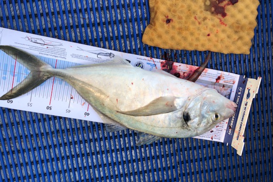 Ray Dempsey caught this 55.5cm Trevally at Anchorite during The Export NZ Fishing Competition