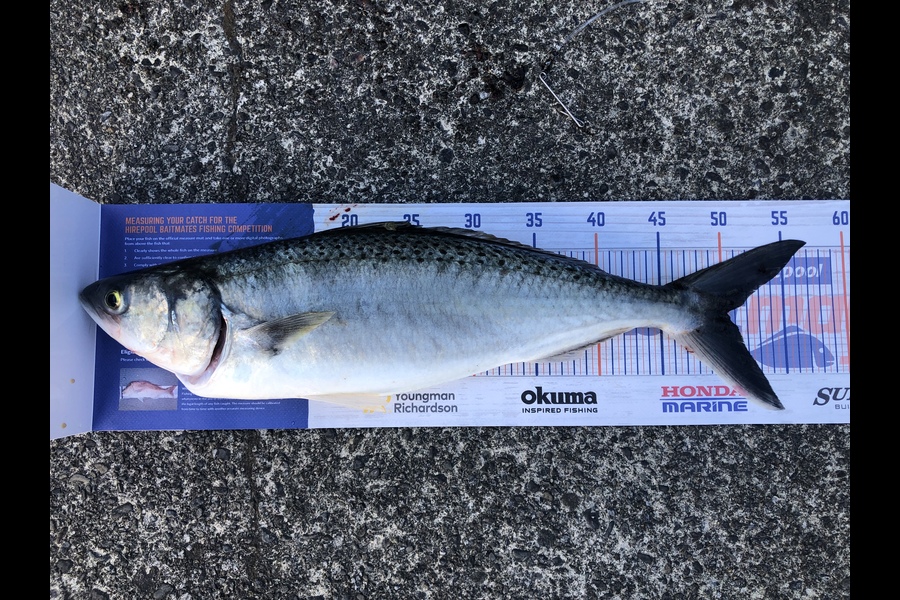 Nick van der Veen caught this 50.0cm Kahawai at Otaki during The Export NZ Fishing Competition