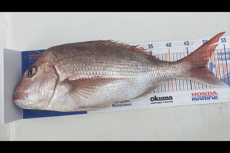 Antony Folwell caught this 49.0cm Snapper at Hauraki Gulf during The Export NZ Fishing Competition