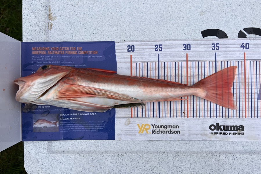 Rocky Hennessy caught this 37.5cm Gurnard at Kawhia  during The Export NZ Fishing Competition