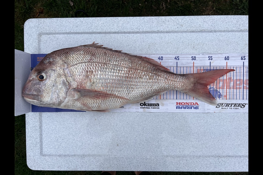 Whitney Hennessy caught this 54.0cm Snapper at Kawhia during The Export NZ Fishing Competition