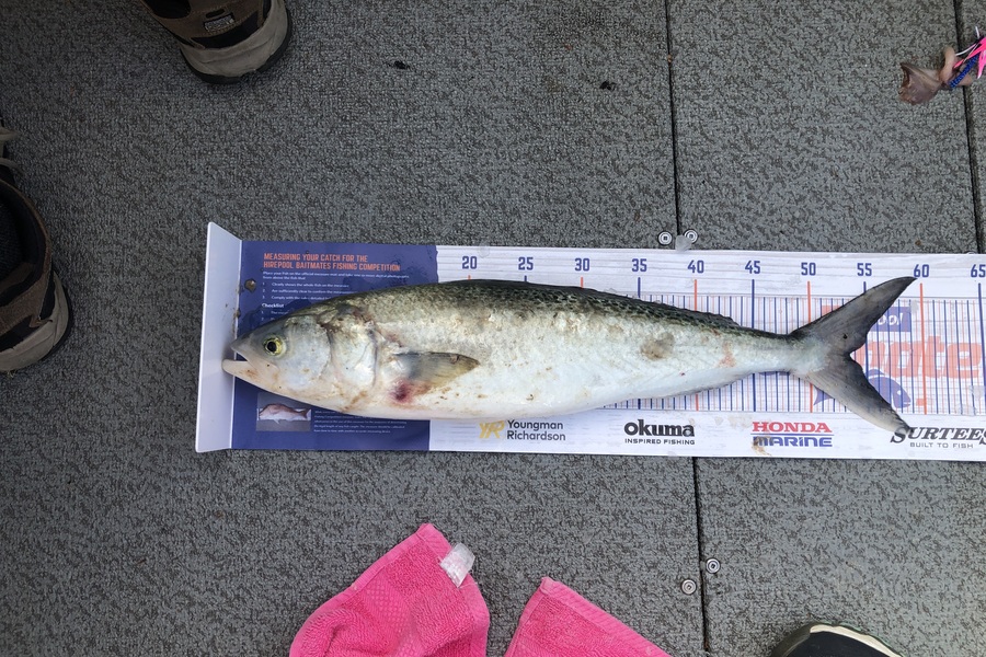 Jason Greaves caught this 53.5cm Kahawai at Rangitoto  during The Export NZ Fishing Competition