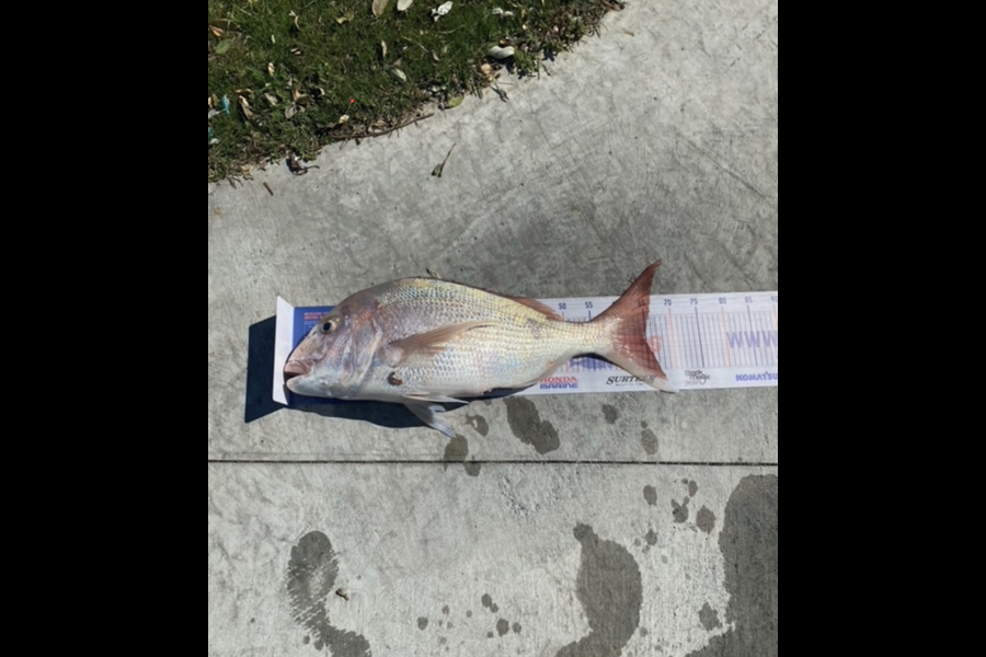 Shane MacRae caught this 64cm Snapper at Ohawe  during The Export NZ Fishing Competition