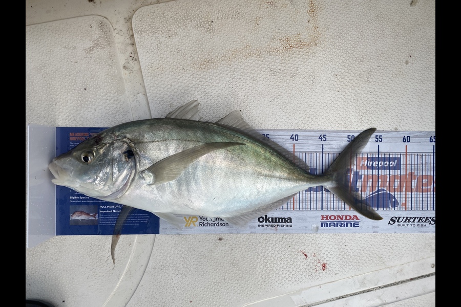 Christopher Eden caught this 50.0cm Trevally at Mt Maunganui during The Export NZ Fishing Competition