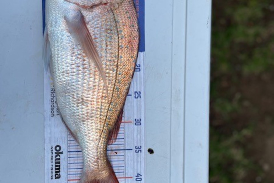 Paul Howard caught this 44.0cm Snapper at mecury island  during The Export NZ Fishing Competition