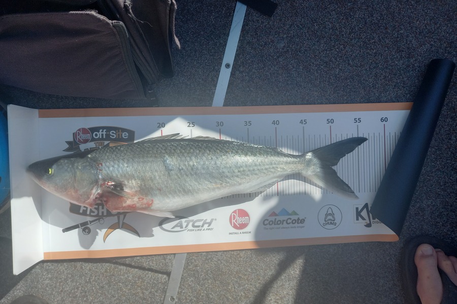 Mike Crawford caught this 49.5cm Kahawai at Ruakaka.  Whangarei  during The Export NZ Fishing Competition