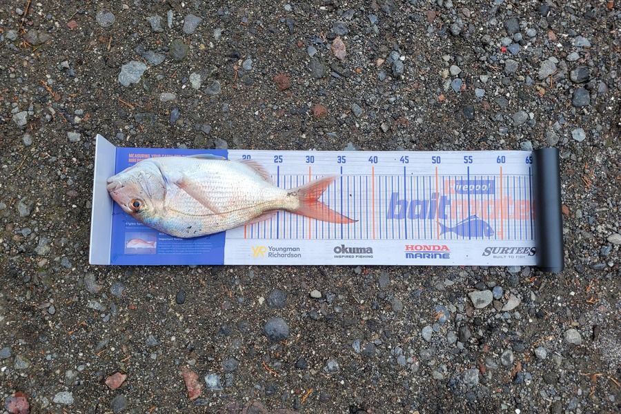 Richard (ricky) Horne caught this 31cm Snapper at Turakina during The Export NZ Fishing Competition