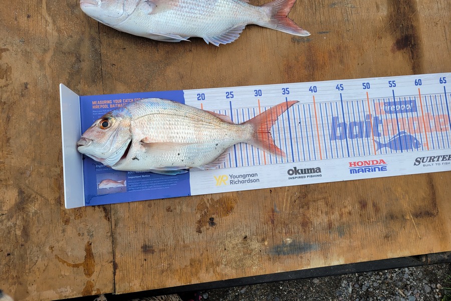 Dennis Honatana caught this 31cm Snapper at Turakina during The Export NZ Fishing Competition