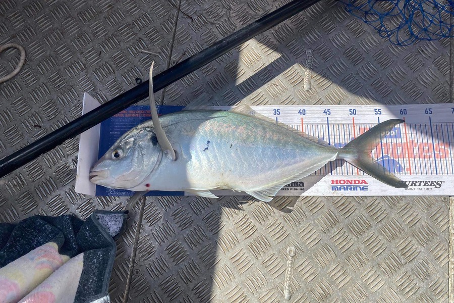 Danyon Halse caught this 52.5cm Trevally at Far north  during The Export NZ Fishing Competition