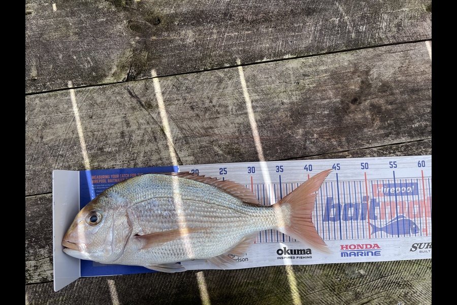 Paul Leitch caught this 40.0cm Snapper at Onerahi  during The Export NZ Fishing Competition