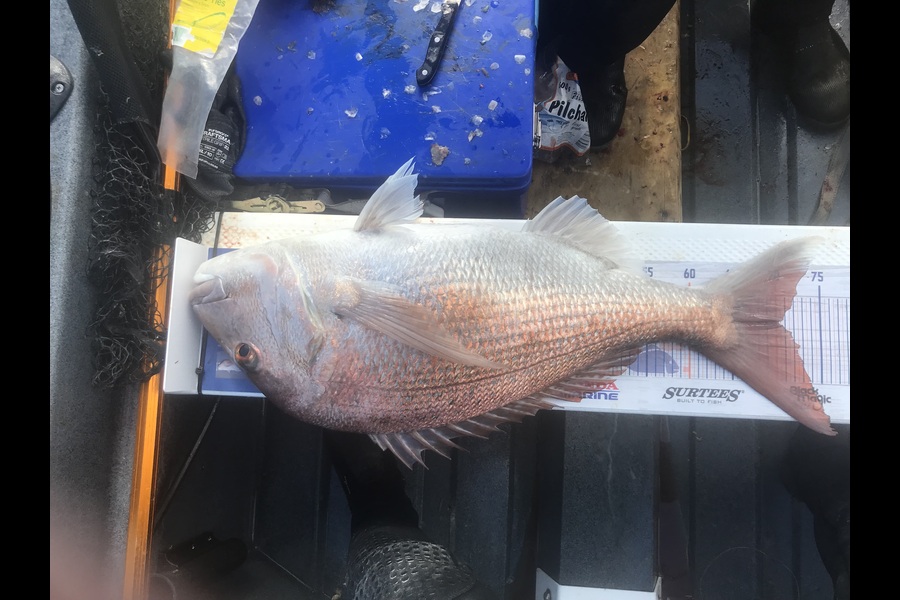 Geoff Preston caught this 70cm Snapper at Mokau during The Export NZ Fishing Competition
