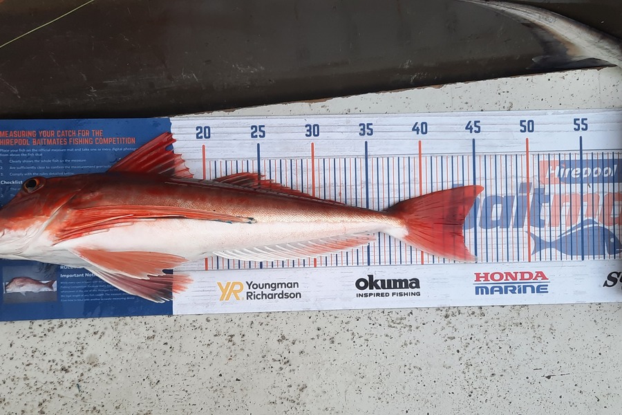 Jason Stewart caught this 43.5cm Gurnard at Wellington harbour during The Export NZ Fishing Competition