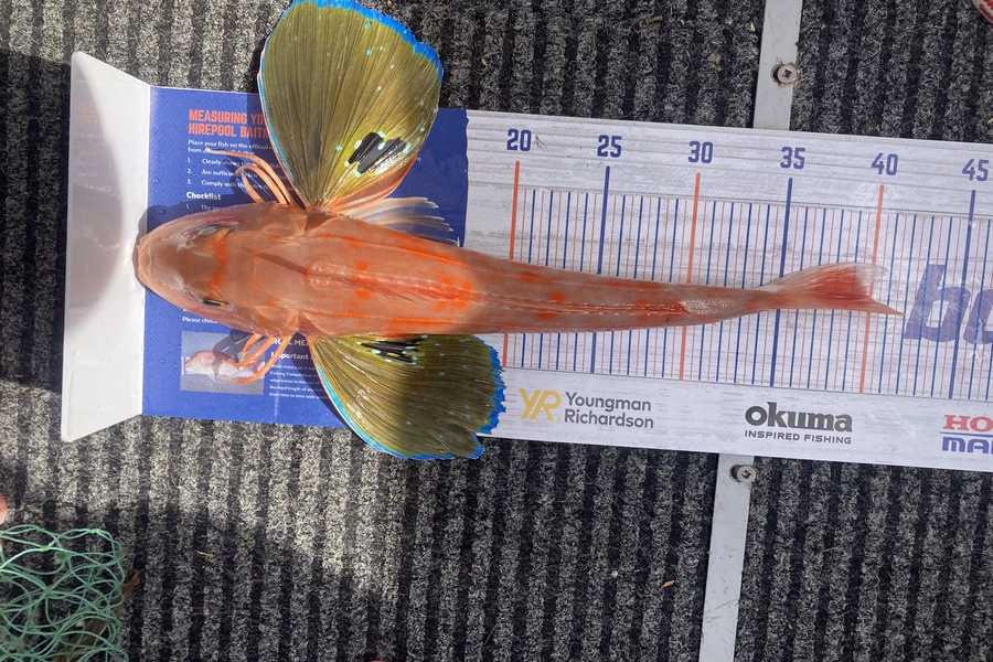 Dan Earley caught this 38.0cm Gurnard at Hauraki harbour Auckland  during The Export NZ Fishing Competition