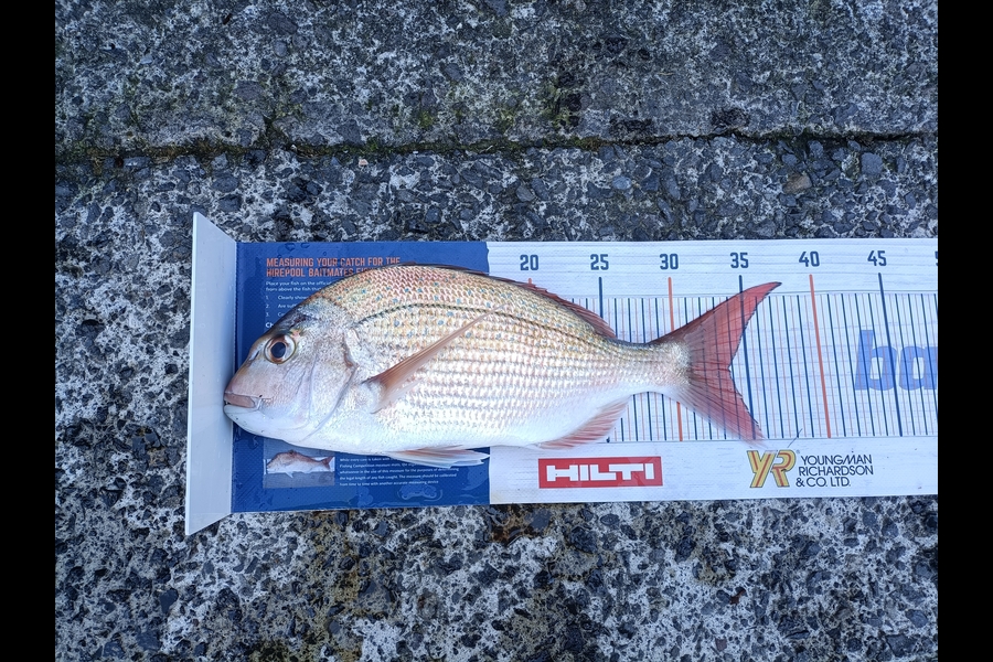 Andrew Cornelder caught this 33.5cm Snapper at Tauranga  during The Export NZ Fishing Competition
