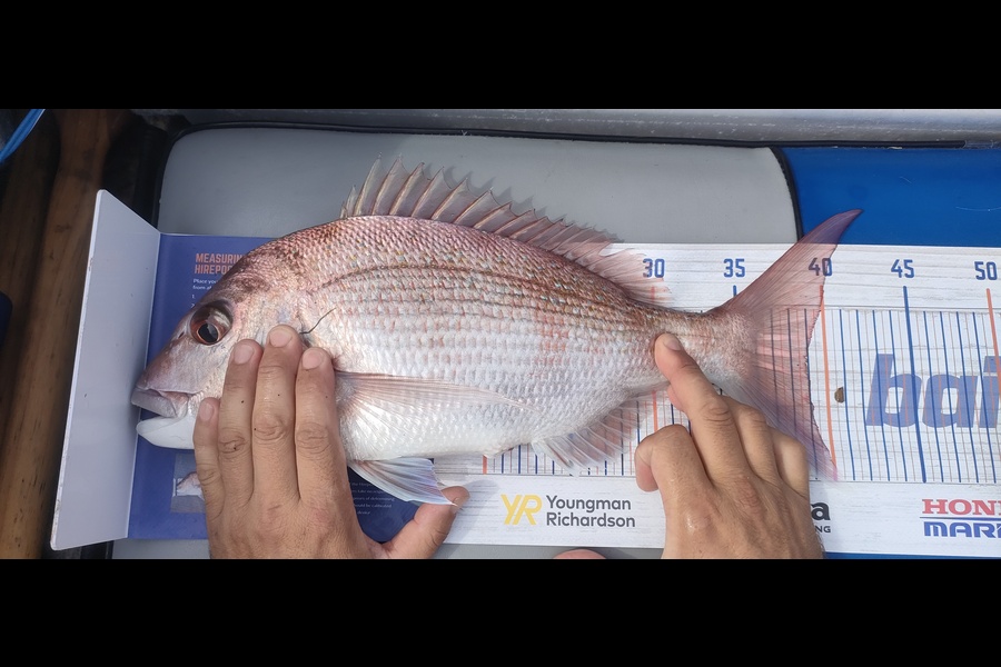 Nik Rod caught this 39.0cm Snapper at Bop during The Export NZ Fishing Competition