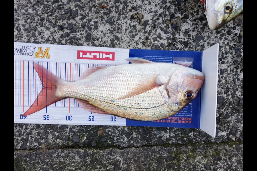 Bailey Cornelder caught this 35.5cm Snapper at Bay of Plenty  during The Export NZ Fishing Competition