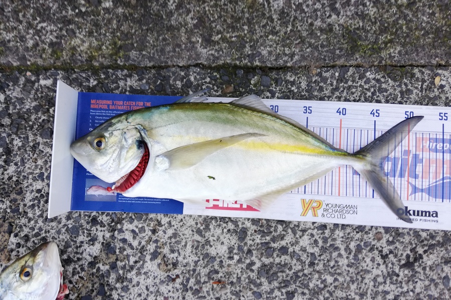 Bailey Cornelder caught this 45cm Trevally at Bay of Plenty  during The Export NZ Fishing Competition