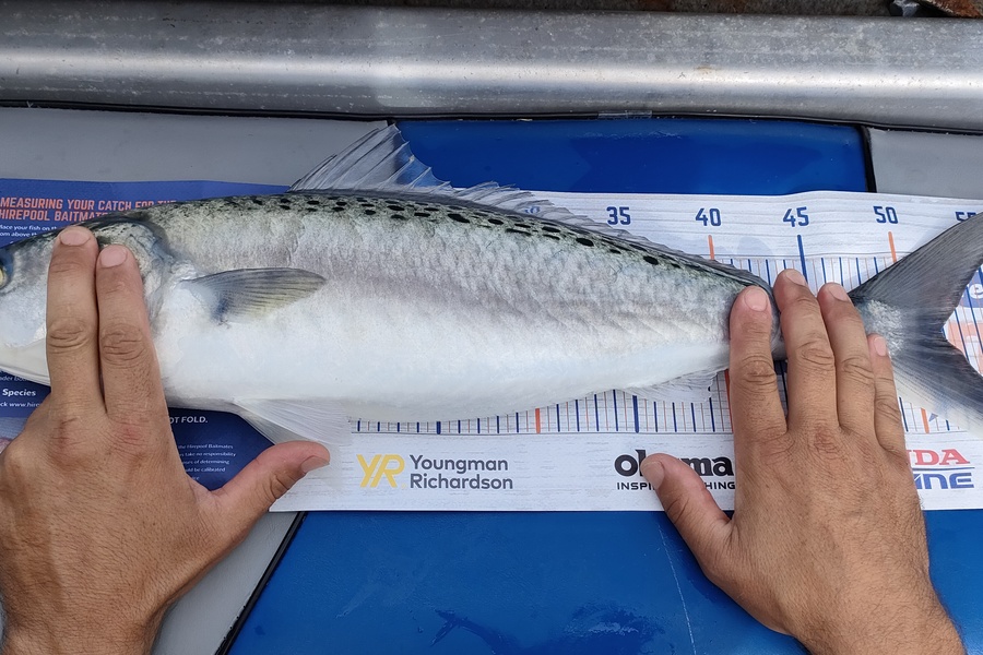Nik Rod caught this 52.0cm Kahawai at Bop during The Export NZ Fishing Competition
