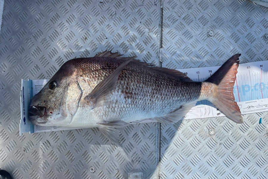 Manuel Greenland caught this 78.0cm Snapper at North of A-Bouy during The Export NZ Fishing Competition