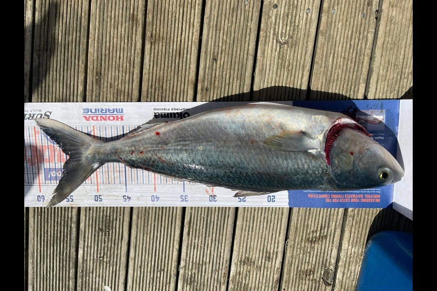 Nicky Cairns caught this 52cm Kahawai at Firth of Thames  during The Export NZ Fishing Competition