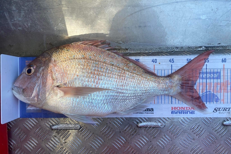 Dave Dennison caught this 51cm Snapper at Wanganui during The Export NZ Fishing Competition