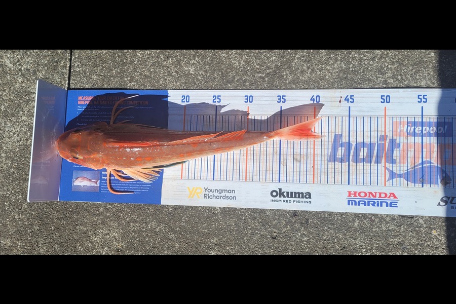 Garry Johnson caught this 39.5cm Tarakihi at Waitara during The Export NZ Fishing Competition