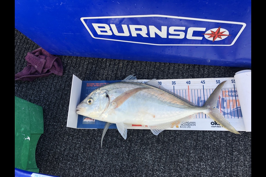Chris Meek caught this 48.5cm Trevally at Tasman bay during The Export NZ Fishing Competition