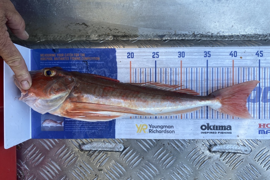 Kyle Hunt caught this 42.5cm Gurnard at Wanganui during The Export NZ Fishing Competition