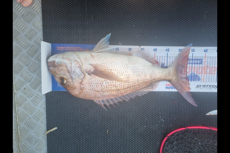 Rhys Macdonald caught this 53.0cm Snapper at Hauraki gulf during The Export NZ Fishing Competition