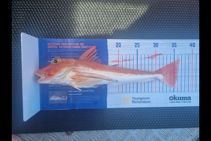 Rhys Macdonald caught this 35.0cm Gurnard at Hauraki gulf during The Export NZ Fishing Competition