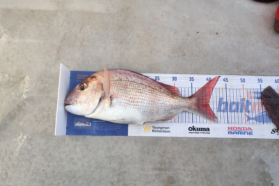 Jennifer Scott caught this 39.5cm Snapper at Waitamata Harbour during The Export NZ Fishing Competition