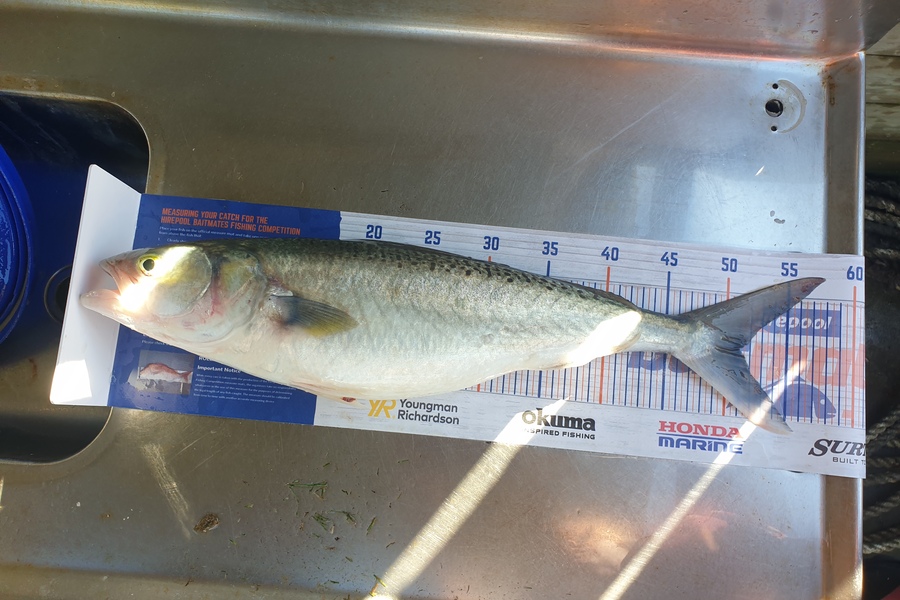 Melissa Jones caught this 51.0cm Kahawai at Mokau during The Export NZ Fishing Competition