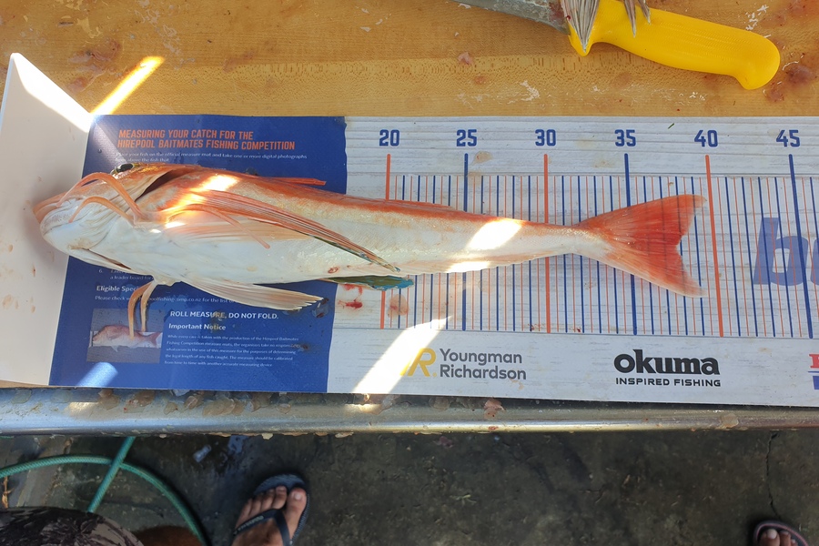 Melissa Jones caught this 37.5cm Gurnard at Mokau during The Export NZ Fishing Competition