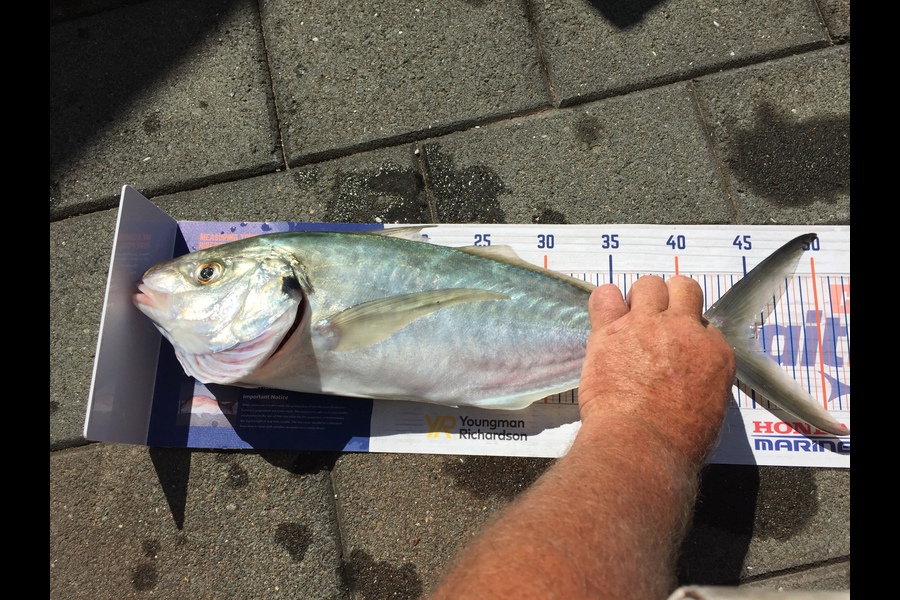 frank usherwood caught this 45.0cm Trevally at Tauranga during The Export NZ Fishing Competition