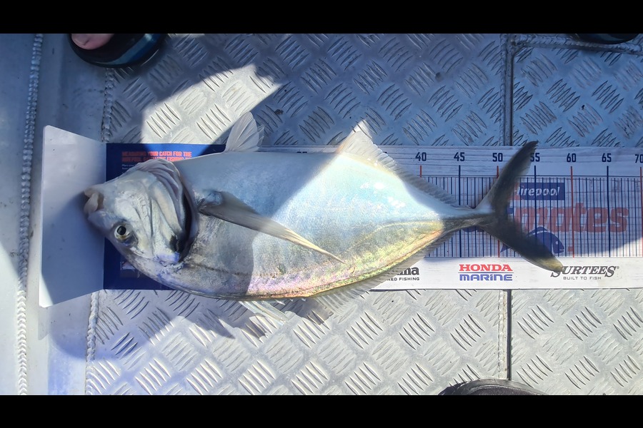 Carl McCoy caught this 51.0cm Trevally at Otaki Beach during The Export NZ Fishing Competition