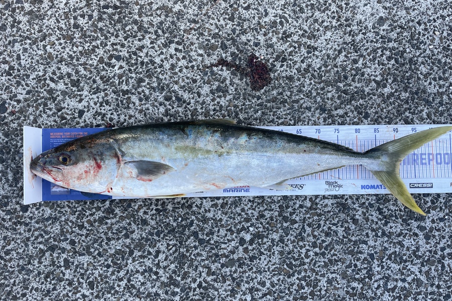 Erin Mcloughlin caught this 91.0cm Kingfish at Barrier  during The Export NZ Fishing Competition