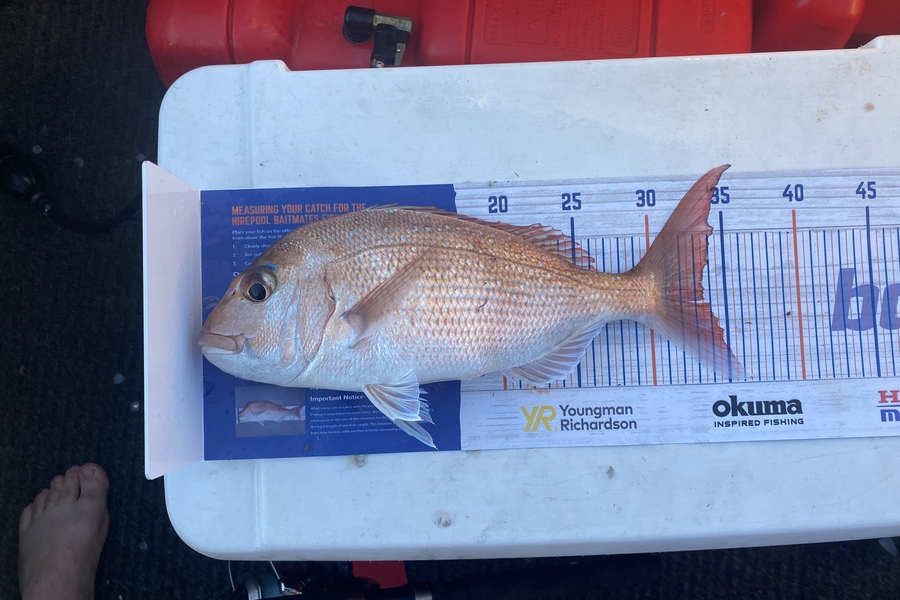 Steven  Cross caught this 33.0cm Snapper at Gulf Harbour  during The Export NZ Fishing Competition