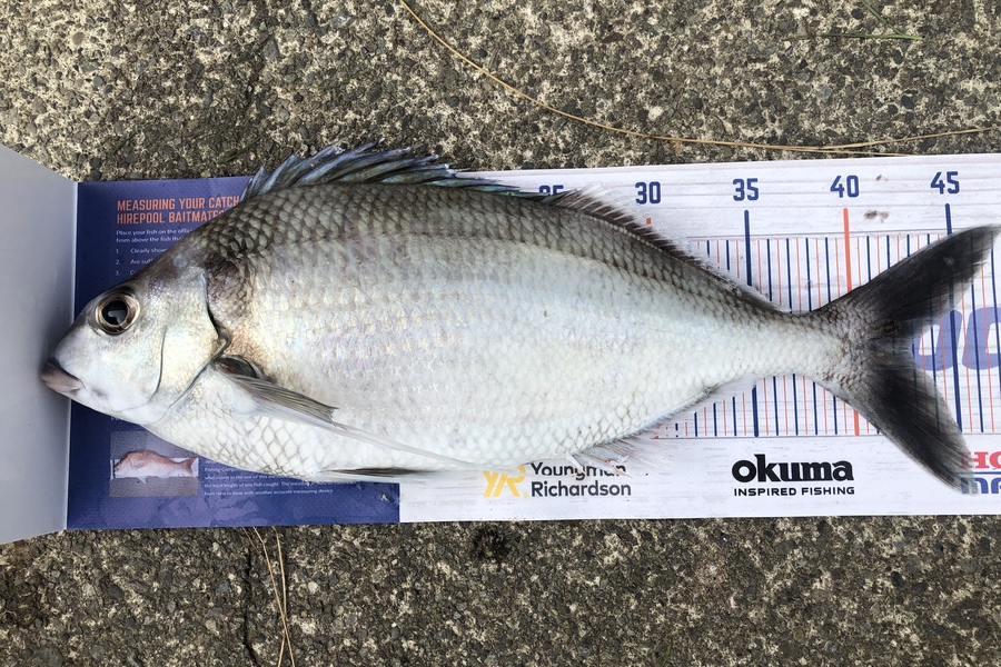 Gordy Pye caught this 43.0cm Tarakihi at Castlepoint  during The Export NZ Fishing Competition