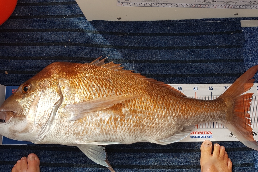 Glenn Lucas caught this 76.0cm Snapper at Kawau  during The Export NZ Fishing Competition