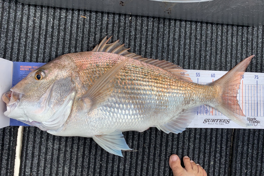 Bevan Sterling caught this 68.0cm Snapper at Kaipara Graveyard during The Export NZ Fishing Competition