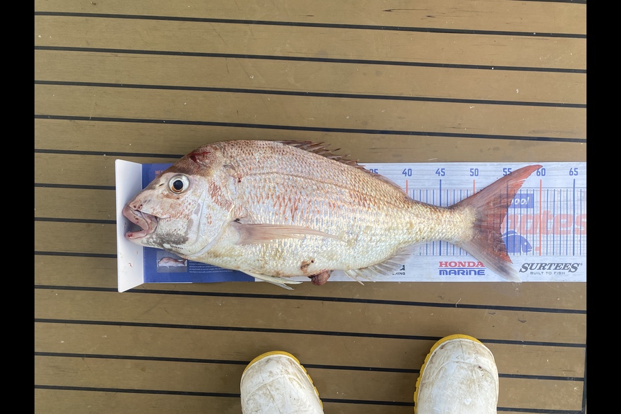 Jeff Hammond caught this 54.0cm Snapper at Marlborough Sounds  during The Export NZ Fishing Competition