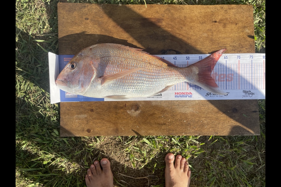 Jerome Ferguson caught this 59.0cm Snapper at Raglan during The Export NZ Fishing Competition