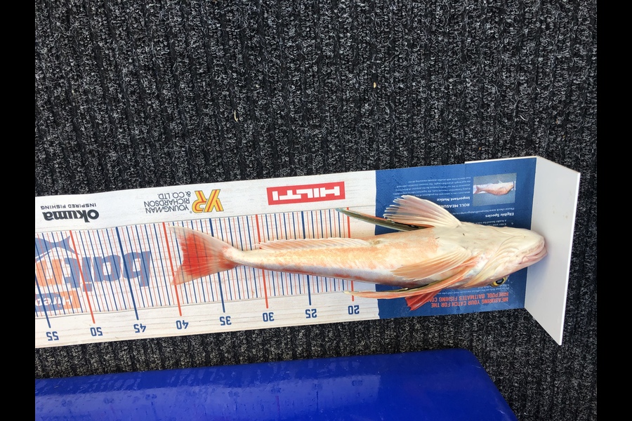 Chris Meek caught this 38.5cm Gurnard at Tasman bay during The Export NZ Fishing Competition