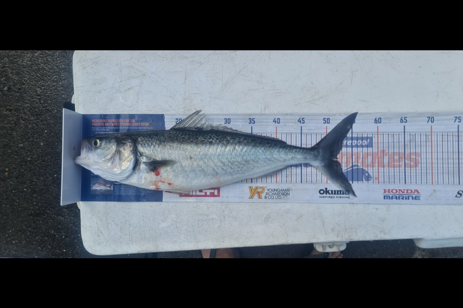 Bevan Harris caught this 51.0cm Kahawai at Waitara during The Export NZ Fishing Competition