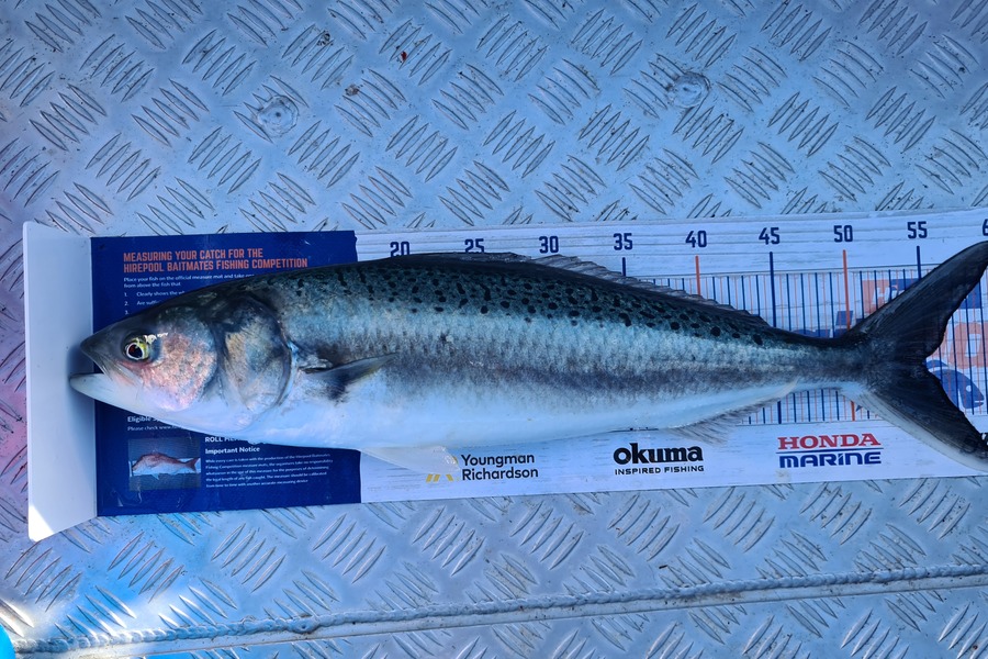 Carl McCoy caught this 55.0cm Kahawai at Otaki Beach during The Export NZ Fishing Competition