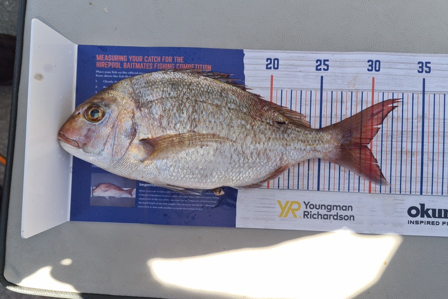 David Kovacs caught this 29.5cm Snapper at Wellington Harbour during The Export NZ Fishing Competition