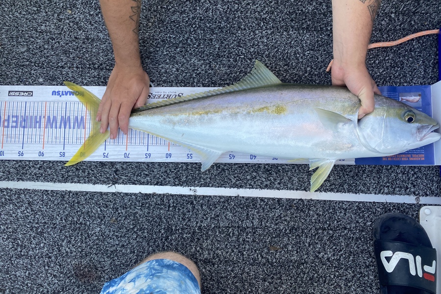 Jono Moffat caught this 78.5cm Kingfish at Mount Maunganui during The Export NZ Fishing Competition
