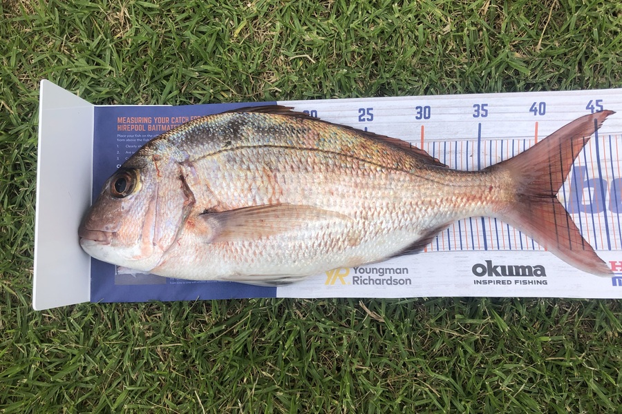 Anthony Miles caught this 41.0cm Snapper at Whangamumu during The Export NZ Fishing Competition